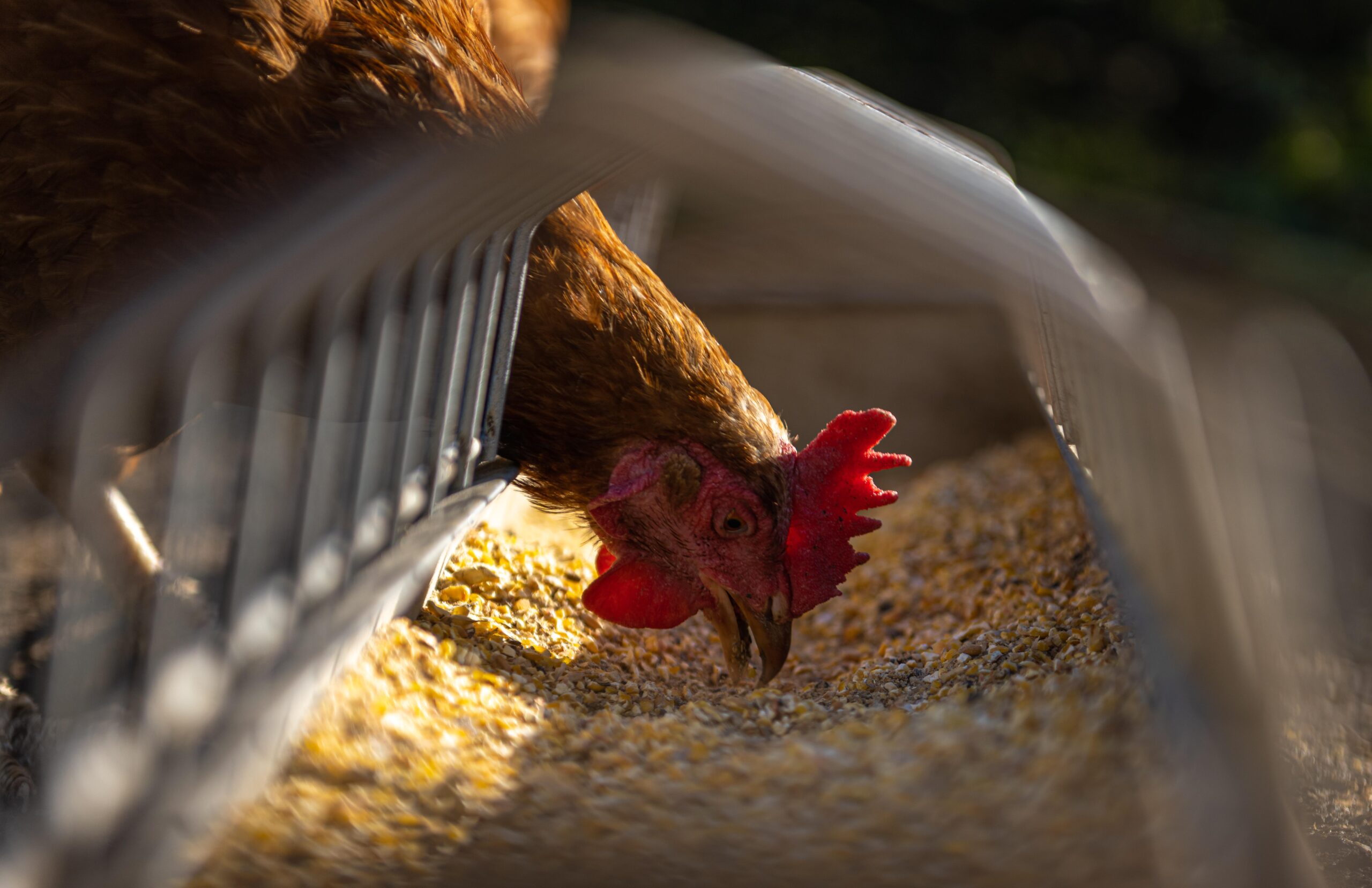 Close up of a brown hen eating or peaking at grain